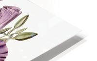 Large Purple Chilian Evening Primrose from Edwards Botanical Register 1829-1847  by Sydenham Edwards John Lindley and James Ridgway. HD Metal print