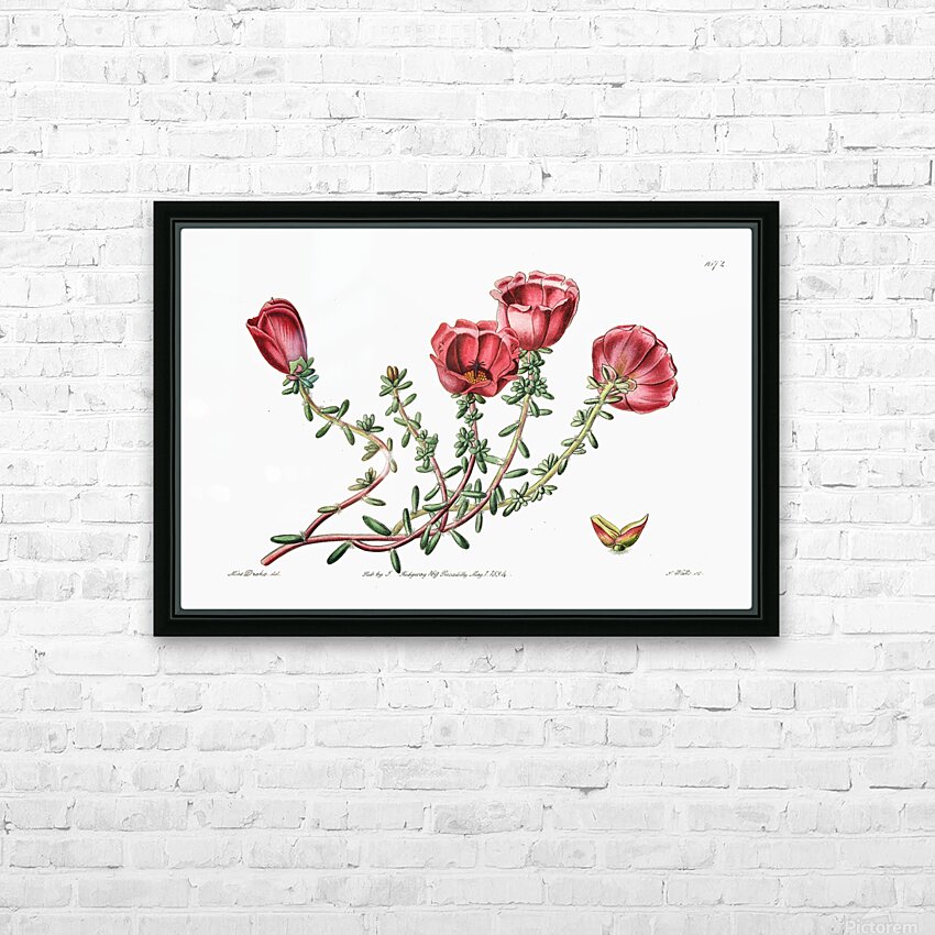 Dr. Gillies purslane from Edwards Botanical Register 1829-1847  by Sydenham Edwards John Lindley and James Ridgway. HD Sublimation Metal print with Decorating Float Frame (BOX)