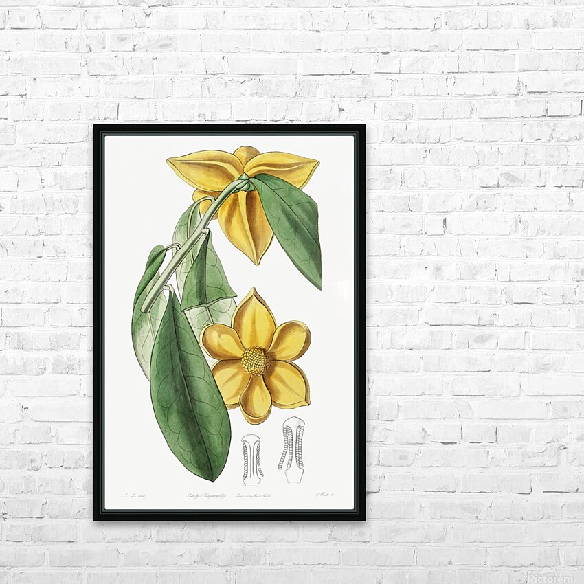 Laurel-leaved custard apple from Edwards Botanical Register 1829-1847  by Sydenham Edwards John Lindley and James Ridgway. HD Sublimation Metal print with Decorating Float Frame (BOX)