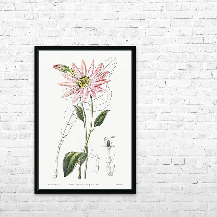 Mr. Dicksons echinacea from Edwards Botanical Register 1829-1847  by Sydenham Edwards John Lindley and James Ridgway. HD Sublimation Metal print with Decorating Float Frame (BOX)