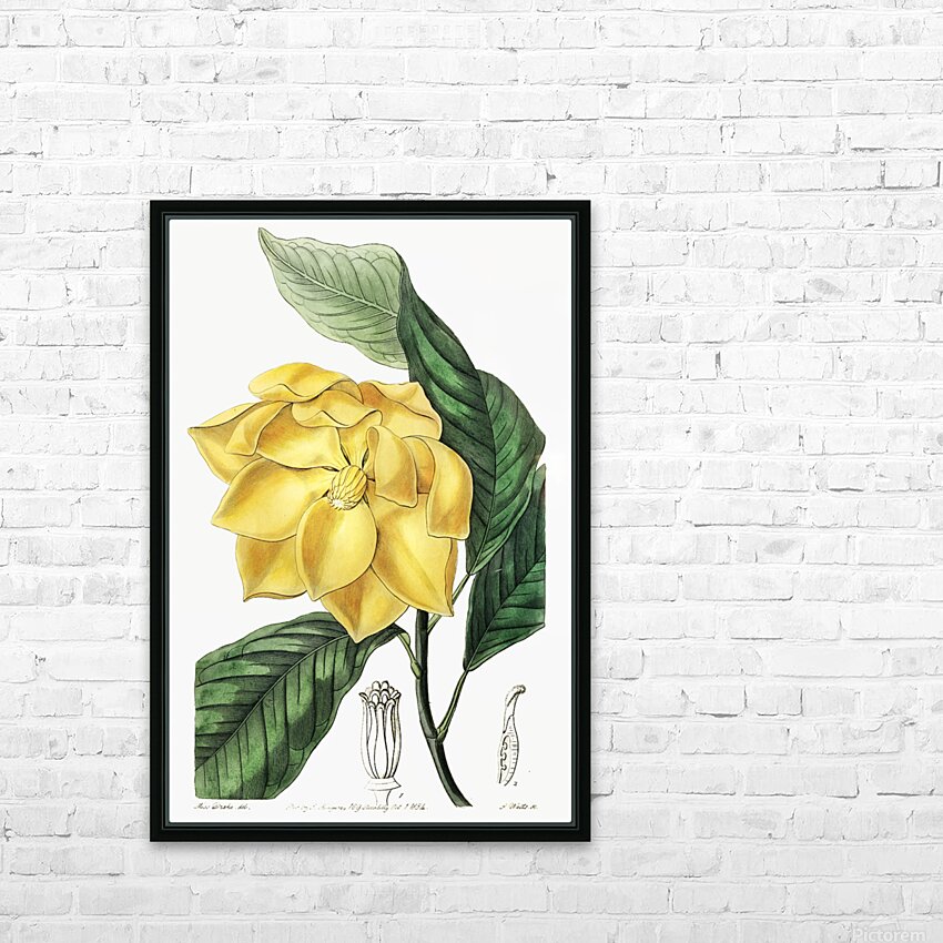 De Candolles talaum tree from Edwards Botanical Register 1829-1847  by Sydenham Edwards John Lindley and James Ridgway. HD Sublimation Metal print with Decorating Float Frame (BOX)