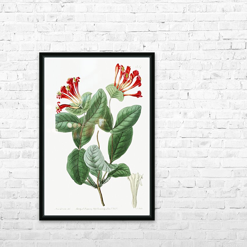 The north-west honeysuckle from Edwards Botanical Register 1829-1847  by Sydenham Edwards John Lindley and James Ridgway. HD Sublimation Metal print with Decorating Float Frame (BOX)
