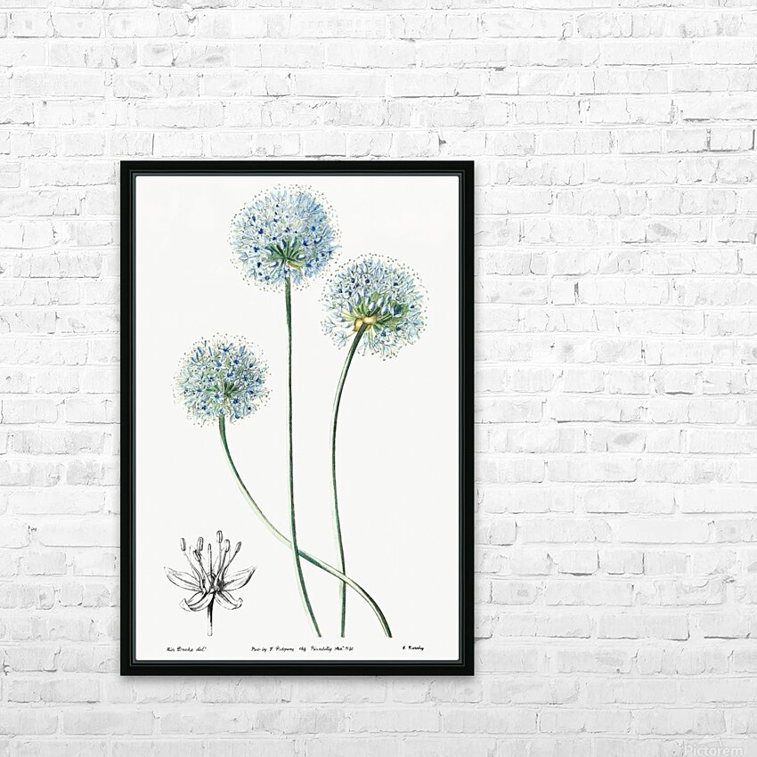 Blue leek from Edwards Botanical Register 1829-1847  by Sydenham Edwards John Lindley and James Ridgway. HD Sublimation Metal print with Decorating Float Frame (BOX)