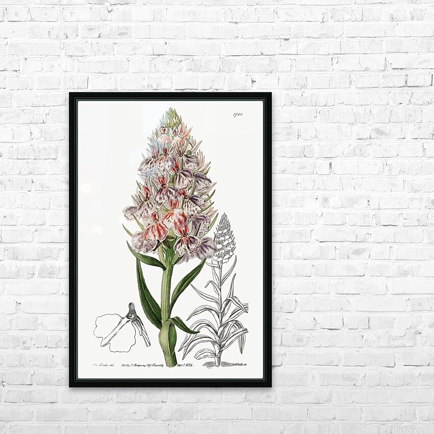 Leafy spiked orchis from Edwards Botanical Register 1829-1847  by Sydenham Edwards John Lindley and James Ridgway. HD Sublimation Metal print with Decorating Float Frame (BOX)