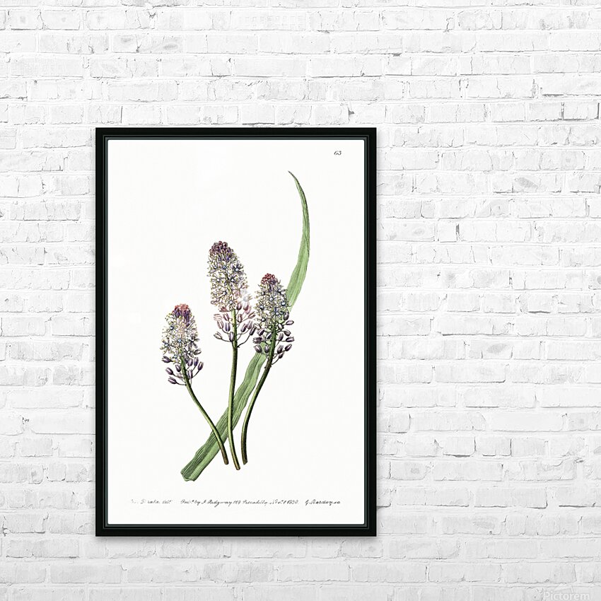 Meadow squill from Edwards Botanical Register 1829-1847  by Sydenham Edwards John Lindley and James Ridgway. HD Sublimation Metal print with Decorating Float Frame (BOX)