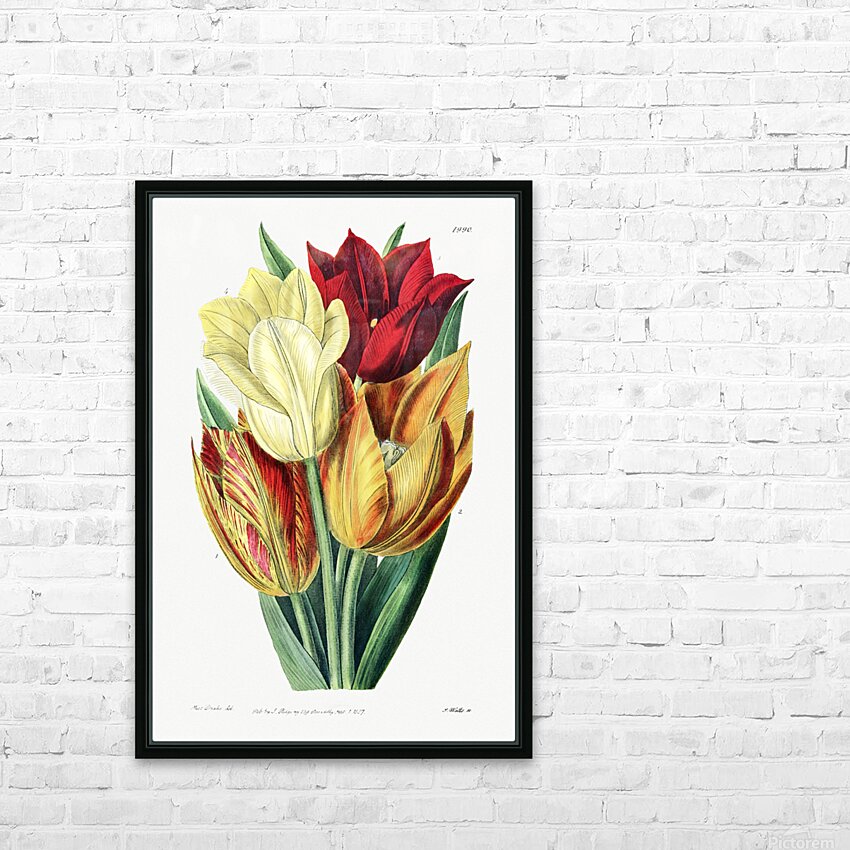 Rough stemmed tulip from Edwards Botanical Register 1829-1847  by Sydenham Edwards John Lindley and James Ridgway. HD Sublimation Metal print with Decorating Float Frame (BOX)