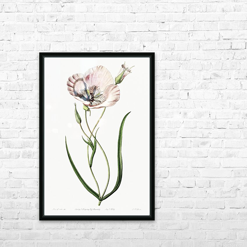 atiny calochortus from Edwards Botanical Register 1829-1847  by Sydenham Edwards John Lindley and James Ridgway. HD Sublimation Metal print with Decorating Float Frame (BOX)