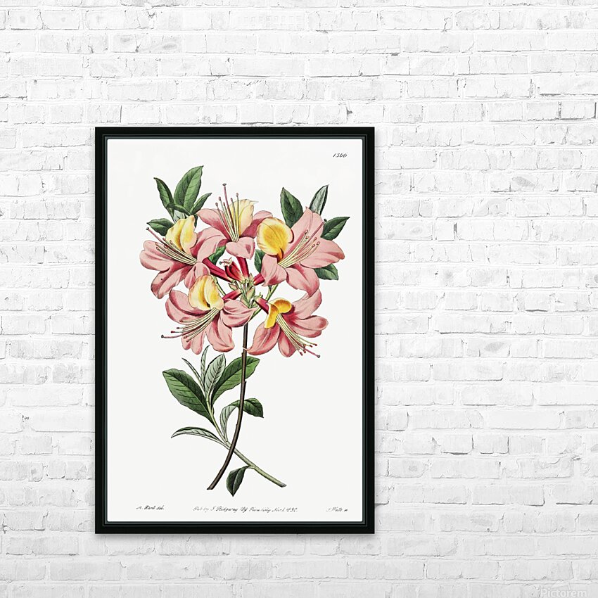 Changeable pontic azalea from Edwards Botanical Register 1829-1847  by Sydenham Edwards John Lindley and James Ridgway. HD Sublimation Metal print with Decorating Float Frame (BOX)
