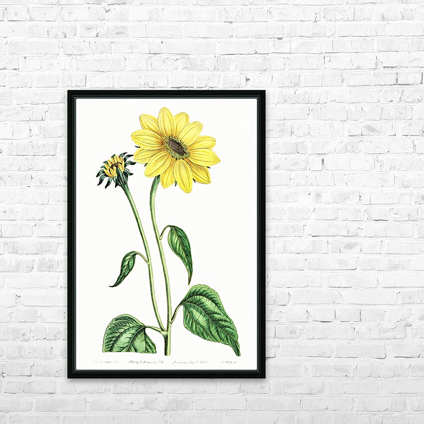 Trumpet stalked sunflower from Edwards Botanical Register 1829-1847  by Sydenham Edwards John Lindley and James Ridgway. HD Sublimation Metal print with Decorating Float Frame (BOX)