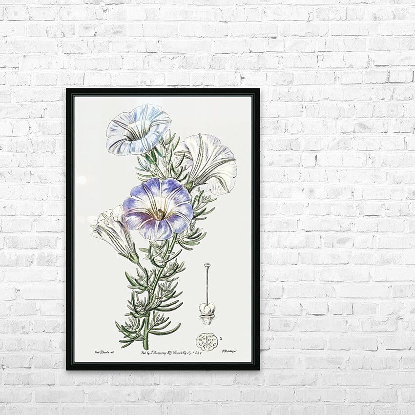 Sky blue alona from Edwards Botanical Register 1829-1847  by Sydenham Edwards John Lindley and James Ridgway. HD Sublimation Metal print with Decorating Float Frame (BOX)