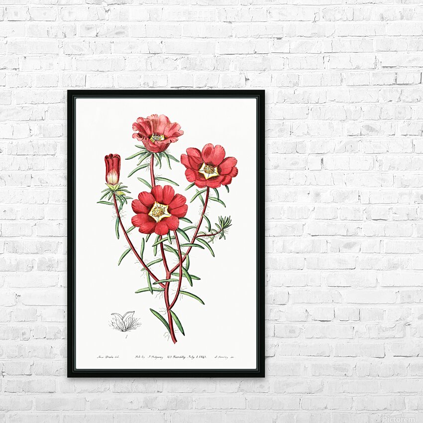 Portulaca splendens from Edwards Botanical Register 1829-1847  by Sydenham Edwards John Lindley and James Ridgway. HD Sublimation Metal print with Decorating Float Frame (BOX)