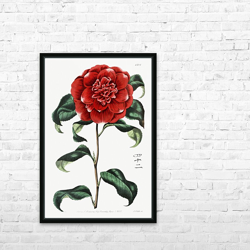 Mr. Reevess crimson camellia from Edwards Botanical Register 1829-1847  by Sydenham Edwards John Lindley and James Ridgway. HD Sublimation Metal print with Decorating Float Frame (BOX)