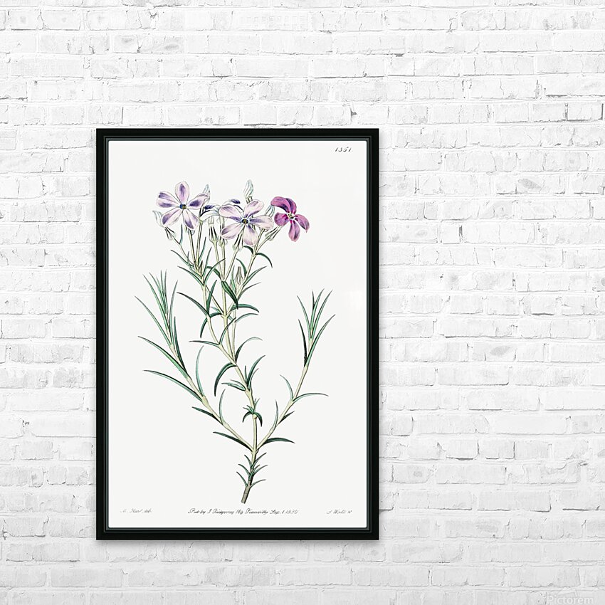 Shewy phlox from Edwards Botanical Register 1829-1847  by Sydenham Edwards John Lindley and James Ridgway. HD Sublimation Metal print with Decorating Float Frame (BOX)