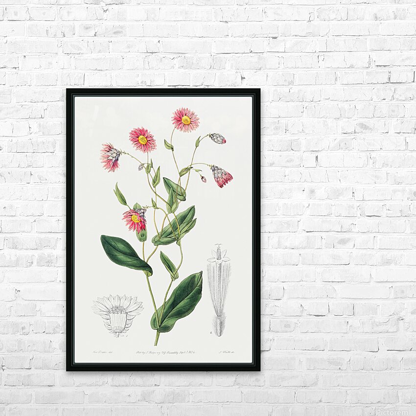 Captain Mangles rhodanthe from Edwards Botanical Register 1829-1847  by Sydenham Edwards John Lindley and James Ridgway. HD Sublimation Metal print with Decorating Float Frame (BOX)