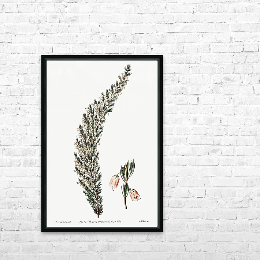 Bell-bearing heath from Edwards Botanical Register 1829-1847  by Sydenham Edwards John Lindley and James Ridgway. HD Sublimation Metal print with Decorating Float Frame (BOX)