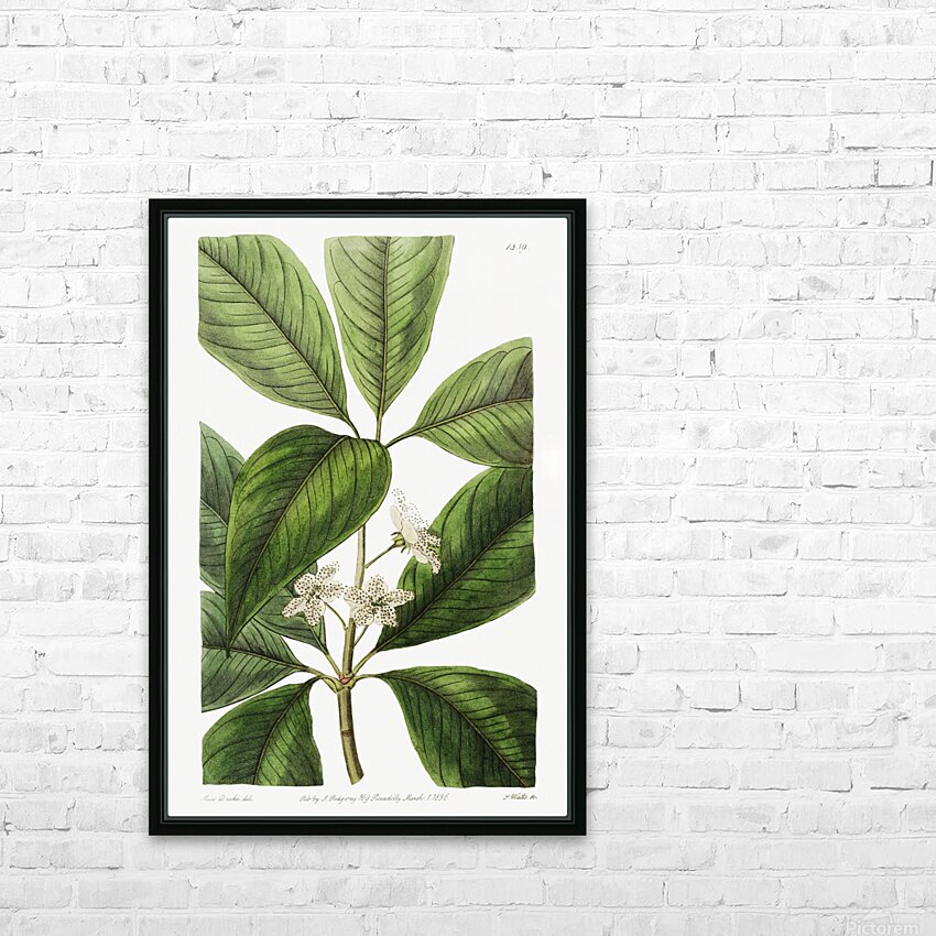 Large-leaved tristania from Edwards Botanical Register 1829-1847  by Sydenham Edwards John Lindley and James Ridgway. HD Sublimation Metal print with Decorating Float Frame (BOX)