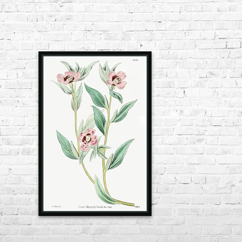 Long Branched Enothera from Edwards Botanical Register 1829-1847  by Sydenham Edwards John Lindley and James Ridgway. HD Sublimation Metal print with Decorating Float Frame (BOX)