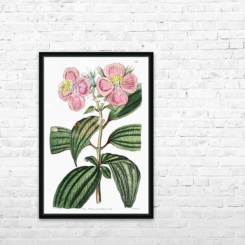 Starry osbeckia from Edwards Botanical Register 1829-1847  by Sydenham Edwards John Lindley and James Ridgway. HD Sublimation Metal print with Decorating Float Frame (BOX)