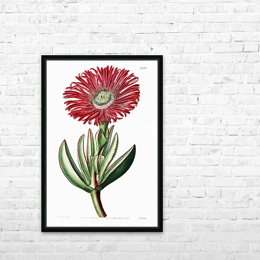 Red-Edged Fig Marigold from Edwards Botanical Register 1829-1847  by Sydenham Edwards John Lindley and James Ridgway. HD Sublimation Metal print with Decorating Float Frame (BOX)