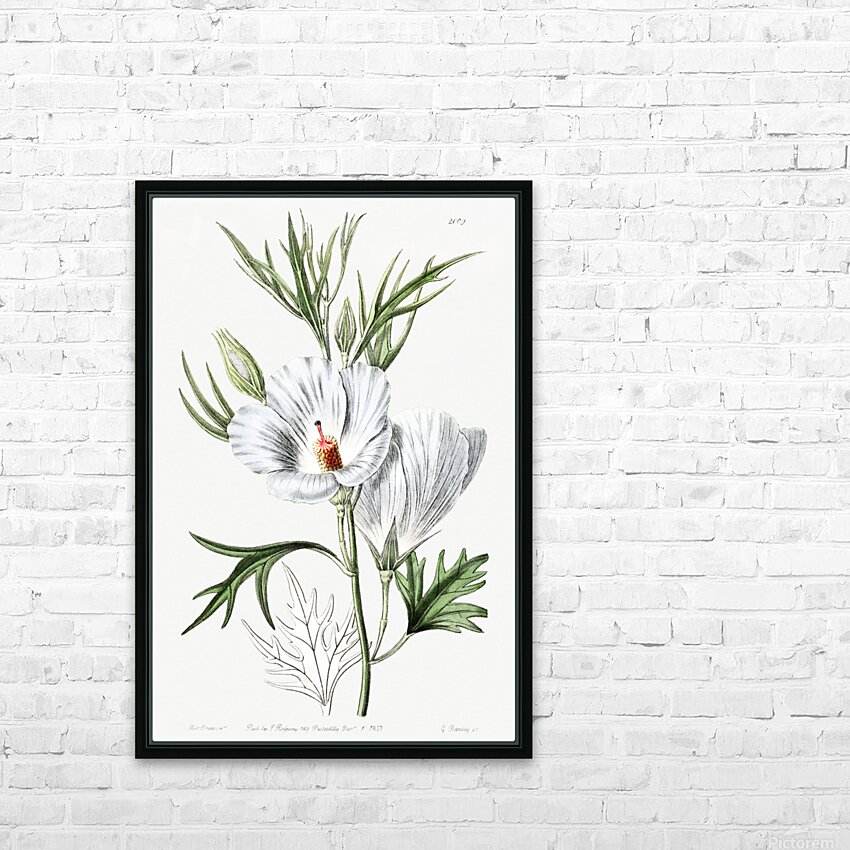 Lilac hibiscus from Edwards Botanical Register 1829-1847  by Sydenham Edwards John Lindley and James Ridgway. HD Sublimation Metal print with Decorating Float Frame (BOX)