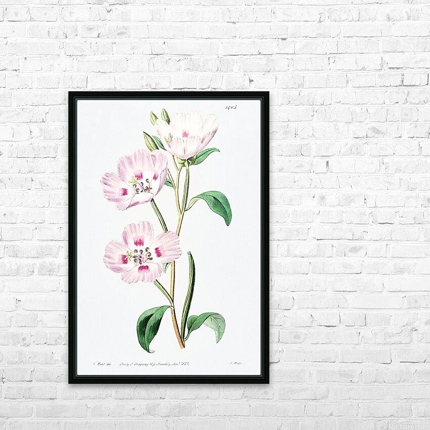 The spotted blush enothera from Edwards Botanical Register 1829-1847  by Sydenham Edwards John Lindley and James Ridgway. HD Sublimation Metal print with Decorating Float Frame (BOX)