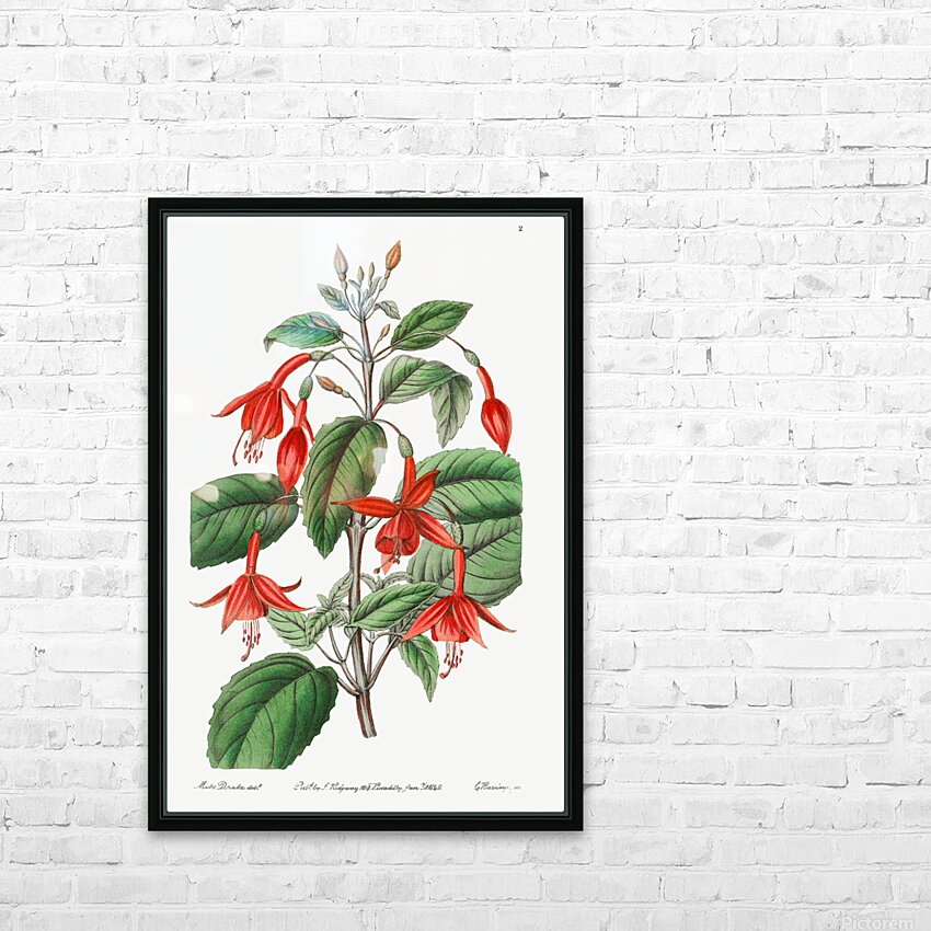 Standishs fuchsia from Edwards Botanical Register 1829-1847  by Sydenham Edwards John Lindley and James Ridgway. HD Sublimation Metal print with Decorating Float Frame (BOX)