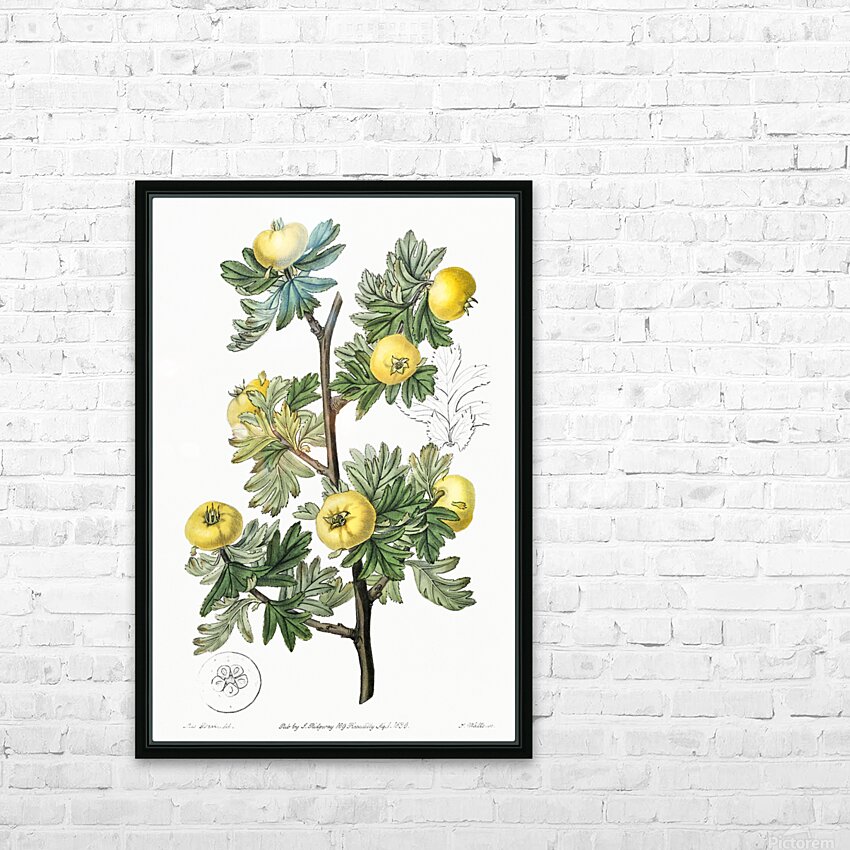 Tansy-leaved hawthorn from Edwards Botanical Register 1829-1847  by Sydenham Edwards John Lindley and James Ridgway. HD Sublimation Metal print with Decorating Float Frame (BOX)