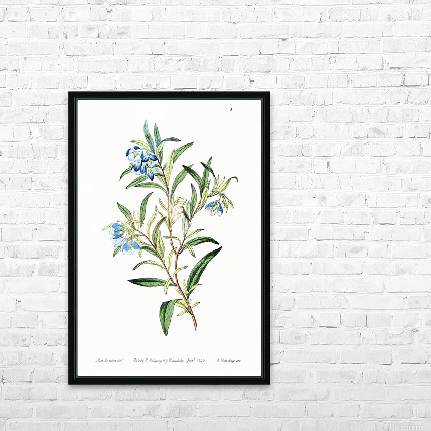 Narrow leaved sollya from Edwards Botanical Register 1829-1847  by Sydenham Edwards John Lindley and James Ridgway. HD Sublimation Metal print with Decorating Float Frame (BOX)