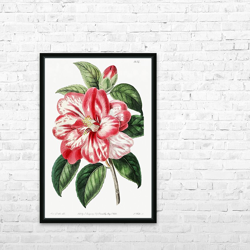 Donckelaers japan camelia from Edwards Botanical Register 1829-1847  by Sydenham Edwards John Lindley and James Ridgway. HD Sublimation Metal print with Decorating Float Frame (BOX)