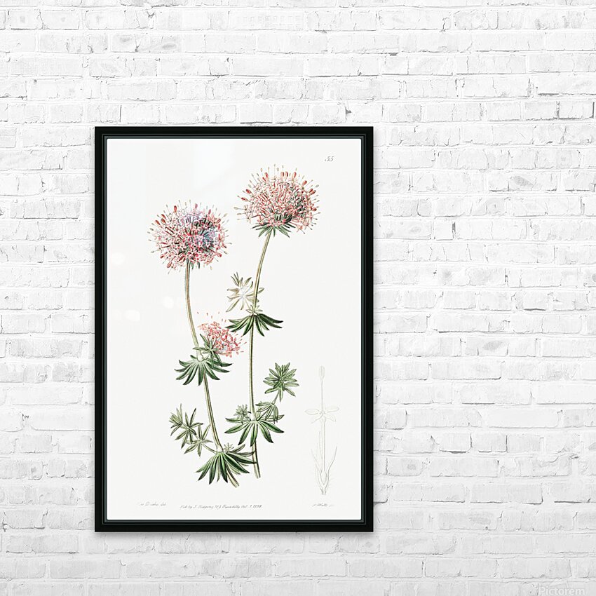 Long-styled crucianella from Edwards Botanical Register 1829-1847  by Sydenham Edwards John Lindley and James Ridgway. HD Sublimation Metal print with Decorating Float Frame (BOX)