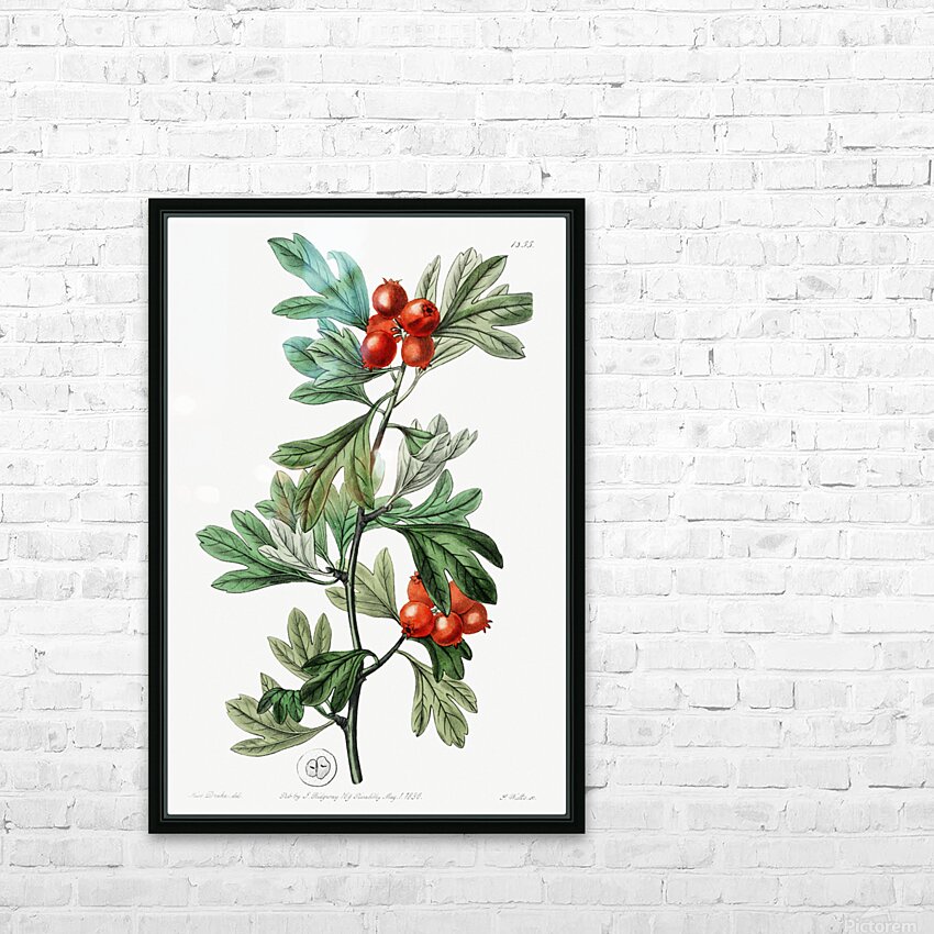 orocco hawthorn from Edwards Botanical Register 1829-1847  by Sydenham Edwards John Lindley and James Ridgway. HD Sublimation Metal print with Decorating Float Frame (BOX)
