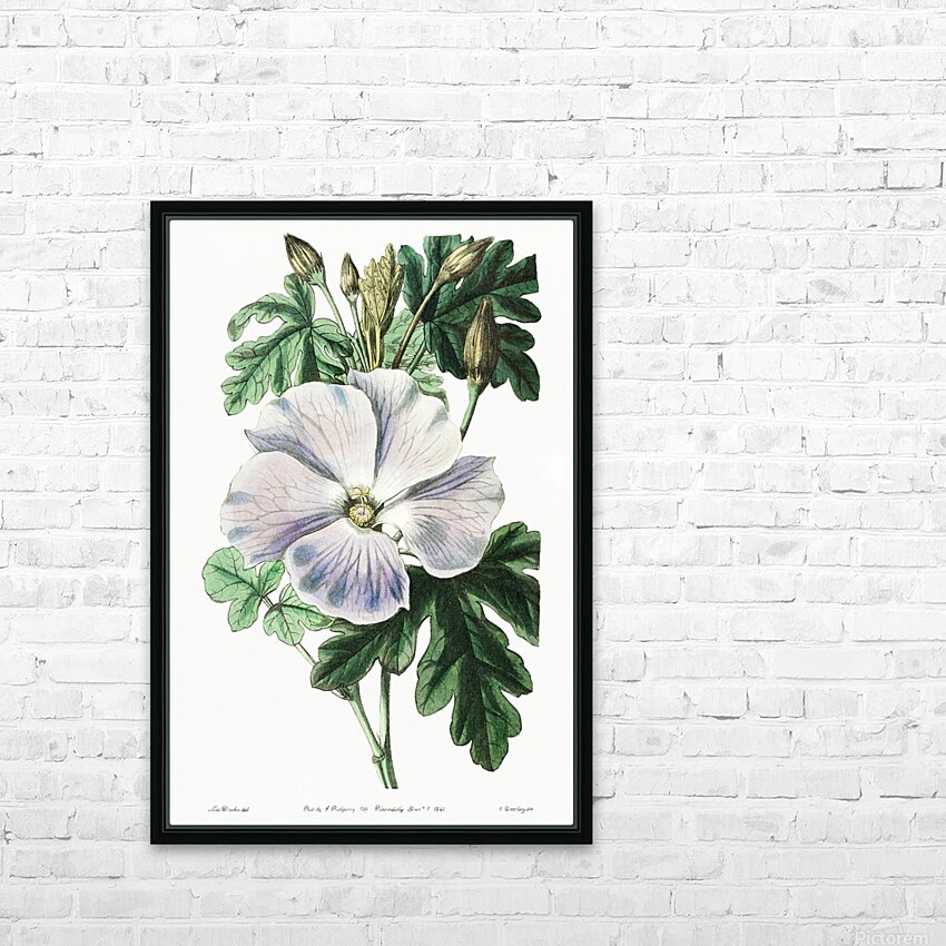 Mrs. Wrays hibiscus from Edwards Botanical Register 1829-1847  by Sydenham Edwards John Lindley and James Ridgway. HD Sublimation Metal print with Decorating Float Frame (BOX)