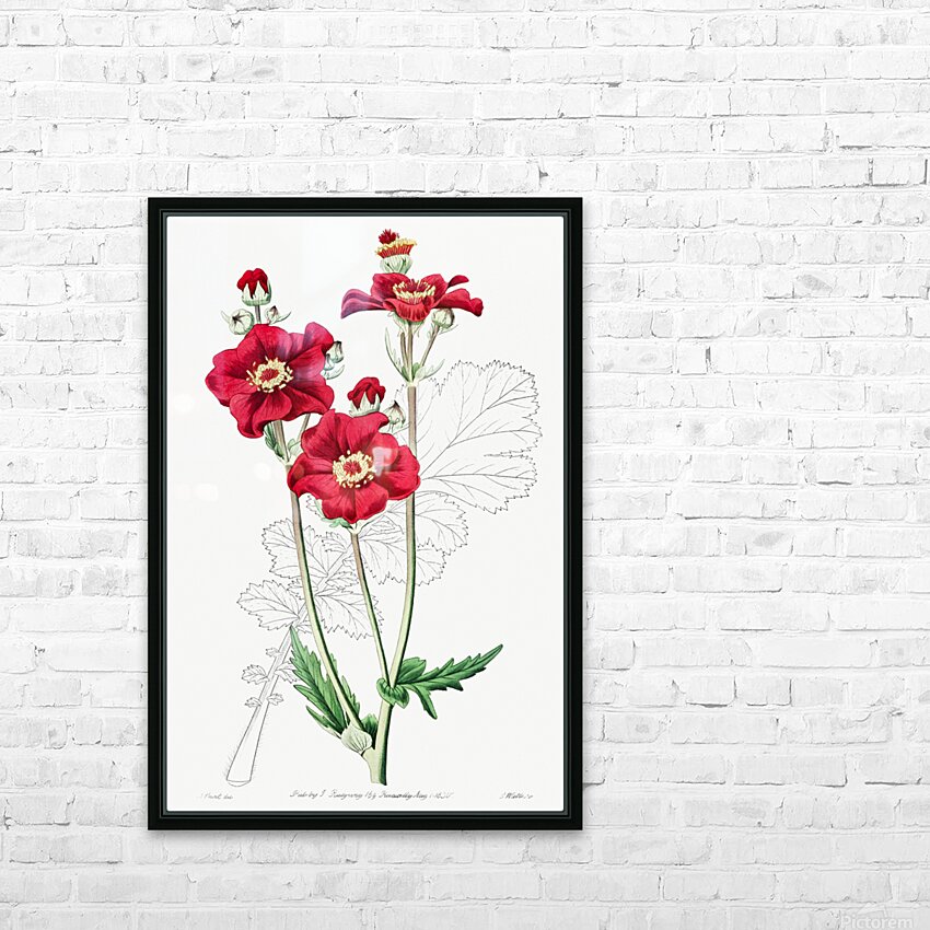 Chilian Guem from Edwards Botanical Register 1829-1847  by Sydenham Edwards John Lindley and James Ridgway. HD Sublimation Metal print with Decorating Float Frame (BOX)