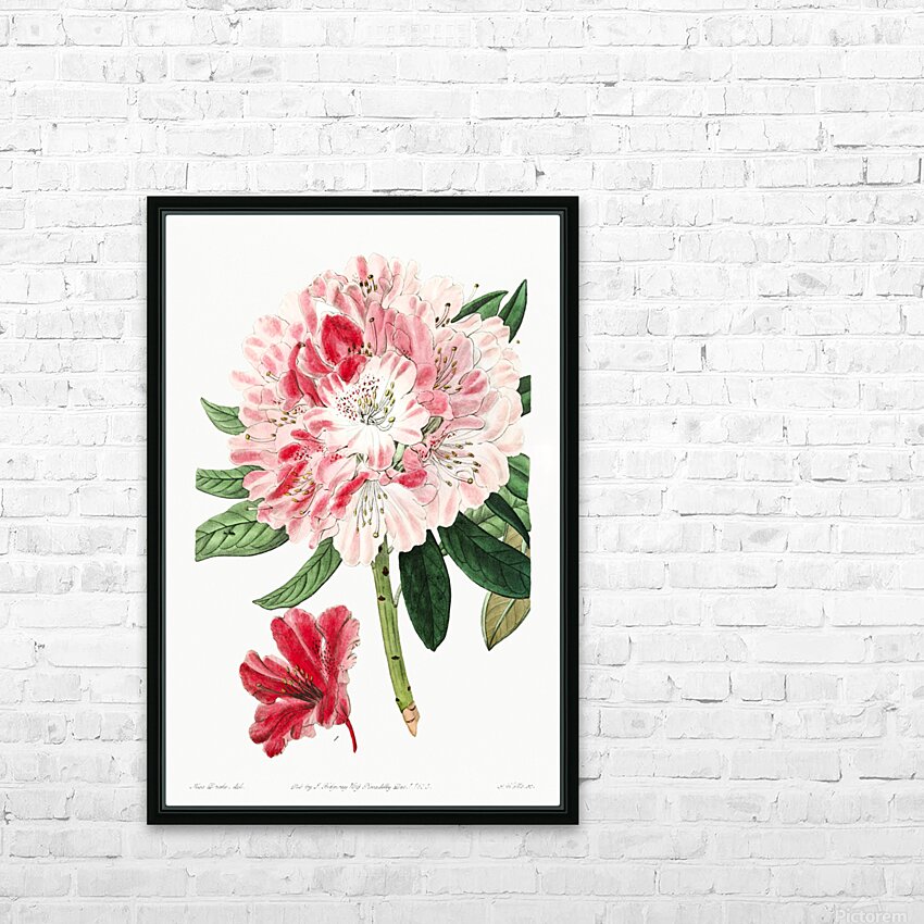 The lovely rhododendron from Edwards Botanical Register 1829-1847  by Sydenham Edwards John Lindley and James Ridgway. HD Sublimation Metal print with Decorating Float Frame (BOX)