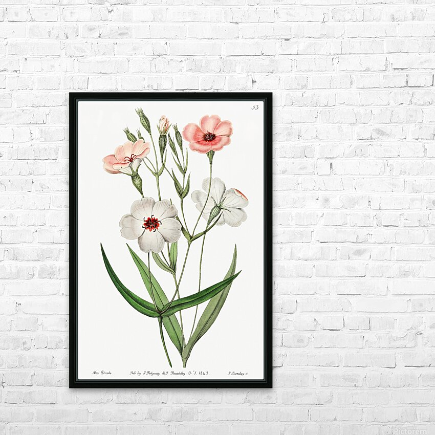 Dark-eyed viscaria from Edwards Botanical Register 1829-1847  by Sydenham Edwards John Lindley and James Ridgway. HD Sublimation Metal print with Decorating Float Frame (BOX)