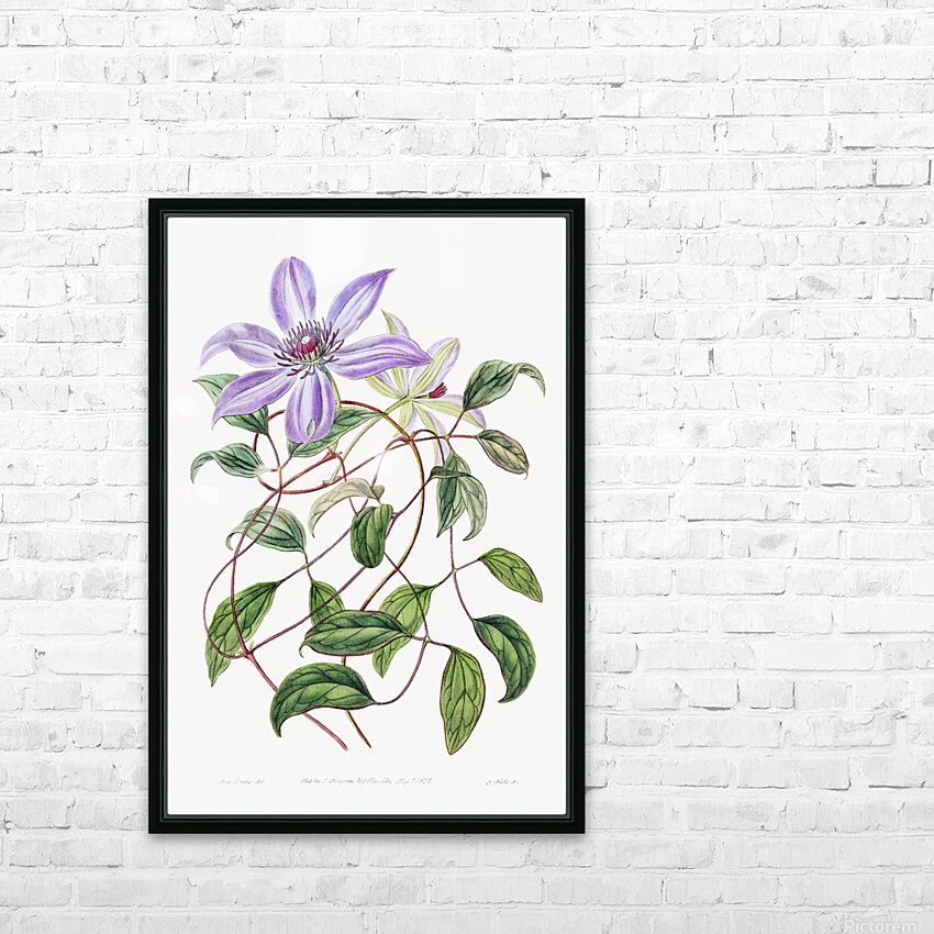 Violet clematis flower from Edwards Botanical Register 1829-1847  by Sydenham Edwards John Lindley and James Ridgway. HD Sublimation Metal print with Decorating Float Frame (BOX)