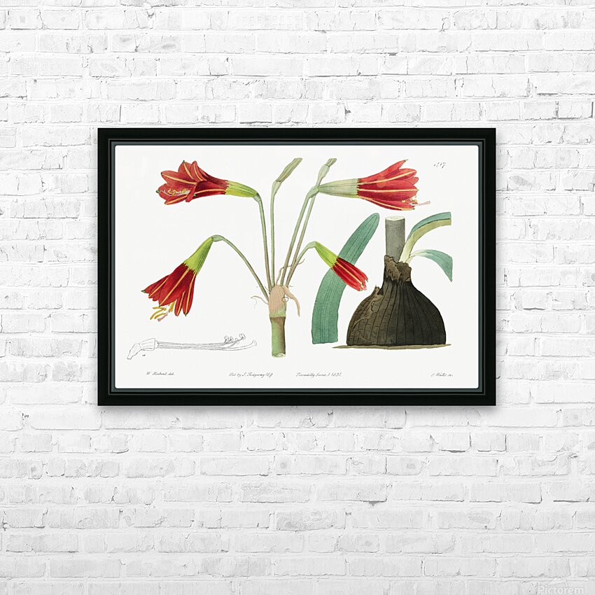Habranthus phycelloides from Edwards Botanical Register 1829-1847  by Sydenham Edwards John Lindley and James Ridgway. HD Sublimation Metal print with Decorating Float Frame (BOX)