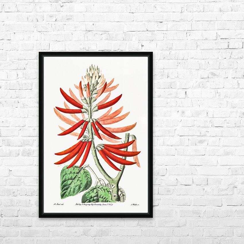Naked-flowering Erythrina from Edwards Botanical Register 1829-1847  by Sydenham Edwards John Lindley and James Ridgway. HD Sublimation Metal print with Decorating Float Frame (BOX)