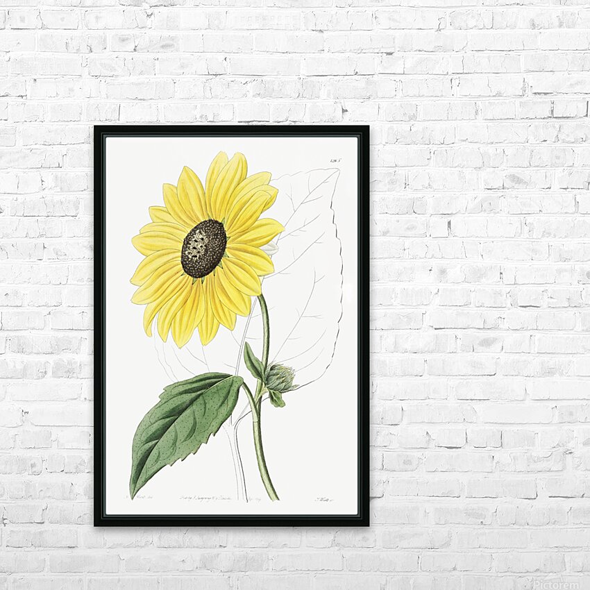 Californian Sunflower from Edwards Botanical Register 1829-1847  by Sydenham Edwards John Lindley and James Ridgway. HD Sublimation Metal print with Decorating Float Frame (BOX)