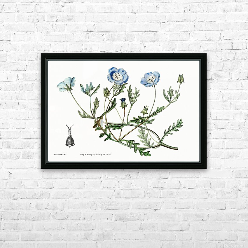 Shewy nemophila from Edwards Botanical Register 1829-1847  by Sydenham Edwards John Lindley and James Ridgway. HD Sublimation Metal print with Decorating Float Frame (BOX)