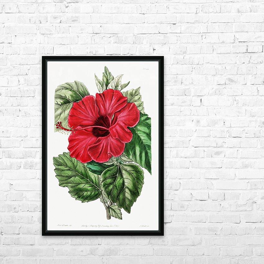 Single-flowered Chinese rose mallow from Edwards Botanical Register 1829-1847  by Sydenham Edwards John Lindley and James Ridgway. HD Sublimation Metal print with Decorating Float Frame (BOX)