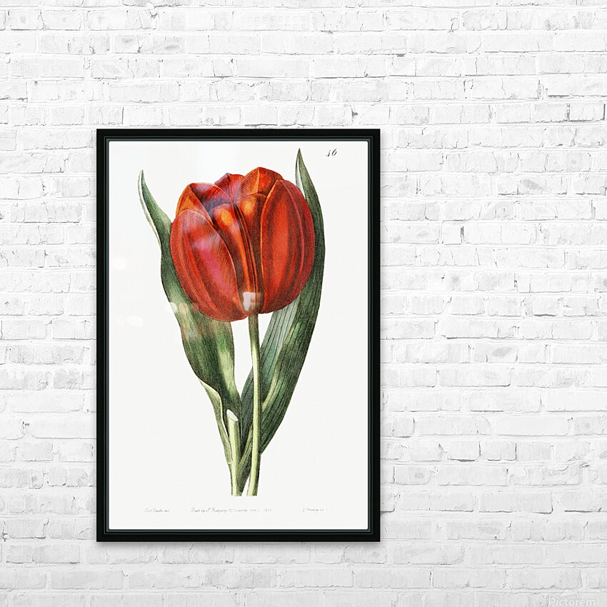 Gesners tulip from Edwards Botanical Register 1829-1847  by Sydenham Edwards John Lindley and James Ridgway. HD Sublimation Metal print with Decorating Float Frame (BOX)