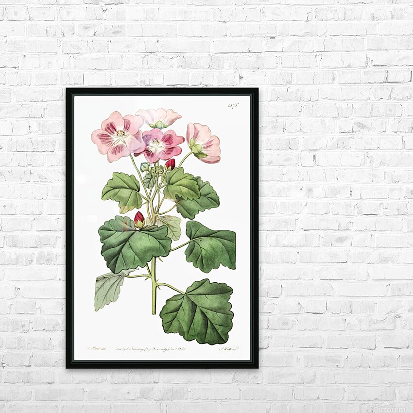 Rhomb leaved palavia from Edwards Botanical Register 1829-1847  by Sydenham Edwards John Lindley and James Ridgway. HD Sublimation Metal print with Decorating Float Frame (BOX)