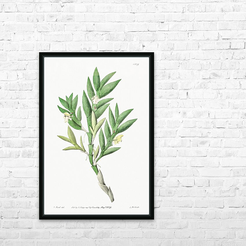 Two-edged dendrobium from Edwards Botanical Register 1829-1847  by Sydenham Edwards John Lindley and James Ridgway. HD Sublimation Metal print with Decorating Float Frame (BOX)
