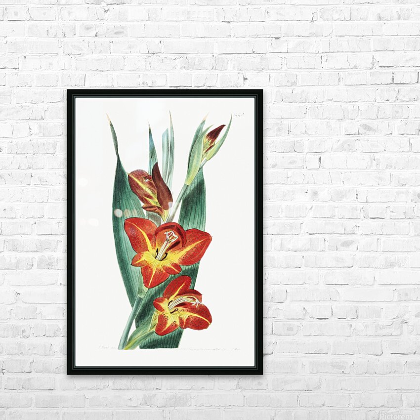 The parrot gladiole from Edwards Botanical Register 1829-1847  by Sydenham Edwards John Lindley and James Ridgway. HD Sublimation Metal print with Decorating Float Frame (BOX)
