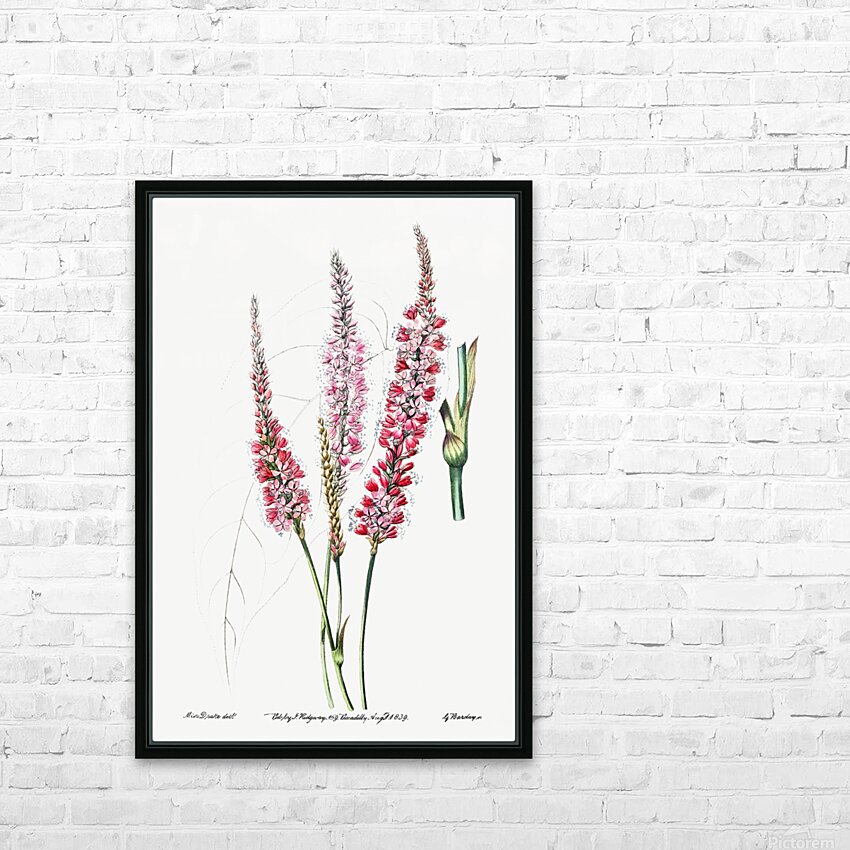 Stem-clasping polygonum from Edwards Botanical Register 1829-1847  by Sydenham Edwards John Lindley and James Ridgway. HD Sublimation Metal print with Decorating Float Frame (BOX)
