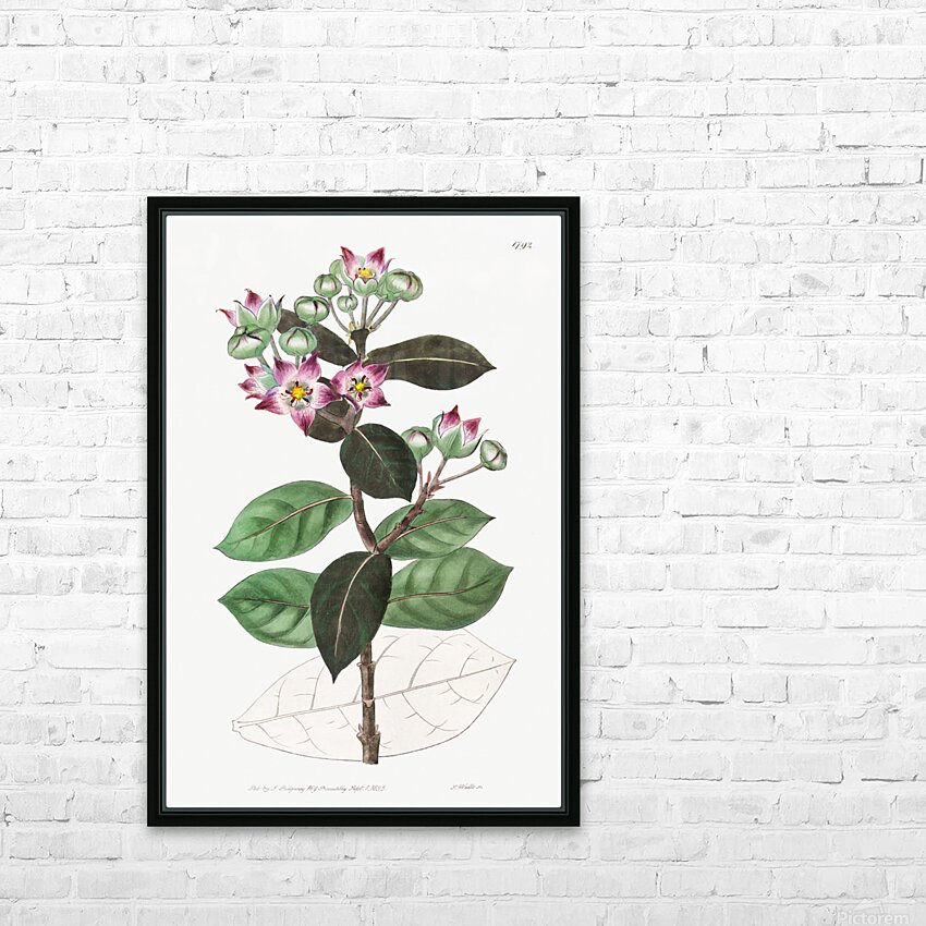 Tall calotropis from Edwards Botanical Register 1829-1847  by Sydenham Edwards John Lindley and James Ridgway. HD Sublimation Metal print with Decorating Float Frame (BOX)