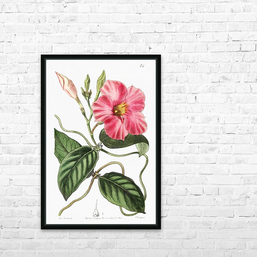 Knob-jointed dipladenia from Edwards Botanical Register 1829-1847  by Sydenham Edwards John Lindley and James Ridgway. HD Sublimation Metal print with Decorating Float Frame (BOX)