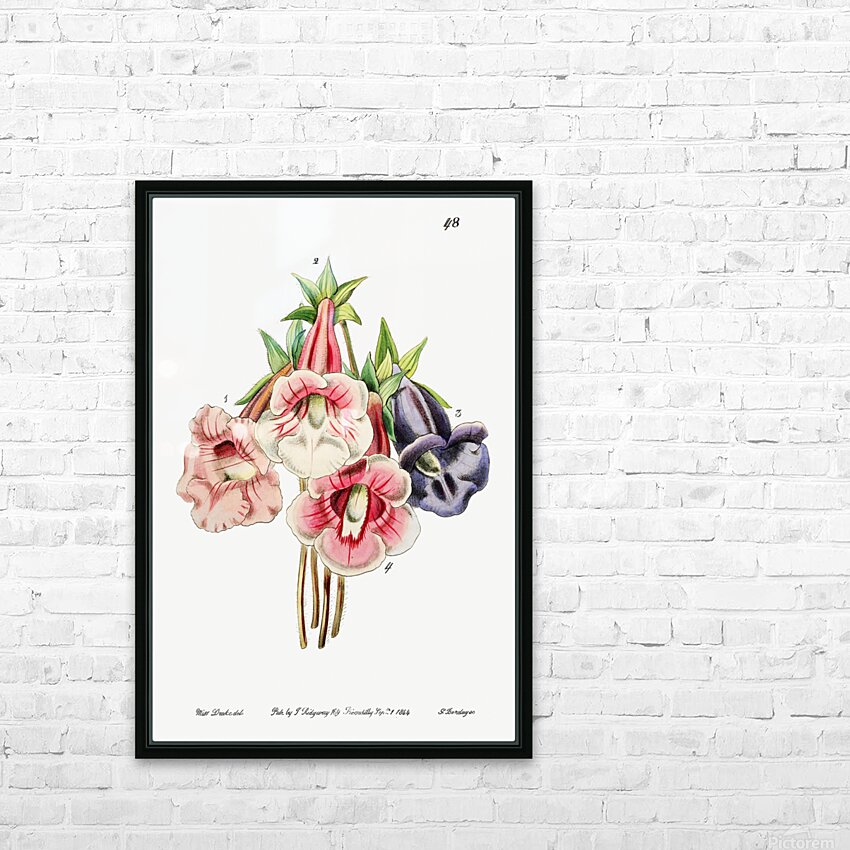 Gloxinia flower varieties from Edwards Botanical Register 1829-1847  by Sydenham Edwards John Lindley and James Ridgway. HD Sublimation Metal print with Decorating Float Frame (BOX)