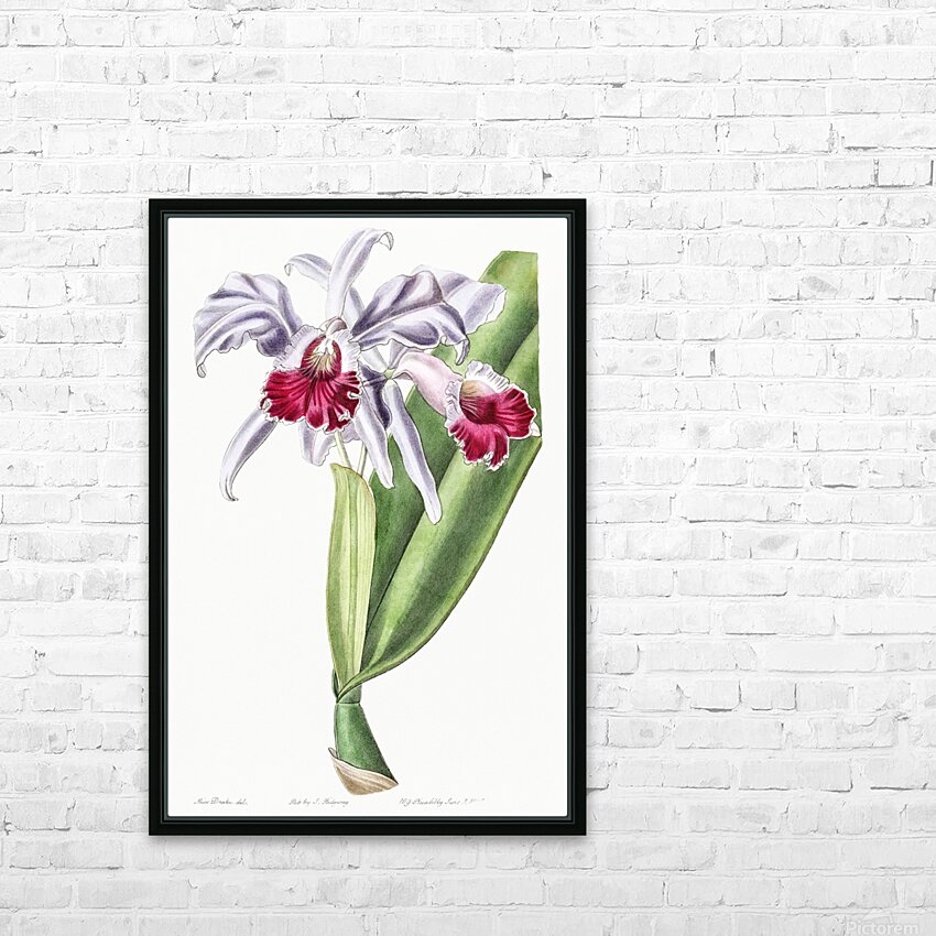 Crimson-lipped cattleya from Edwards Botanical Register 1829-1847  by Sydenham Edwards John Lindley and James Ridgway. HD Sublimation Metal print with Decorating Float Frame (BOX)